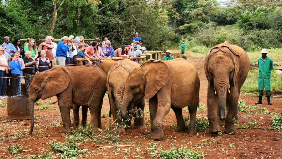 Elephant Orphanage Trust, Giraffes & Bomas of Kenya Day Tour - Lunch Options: Plan for Food, Not a Surprise