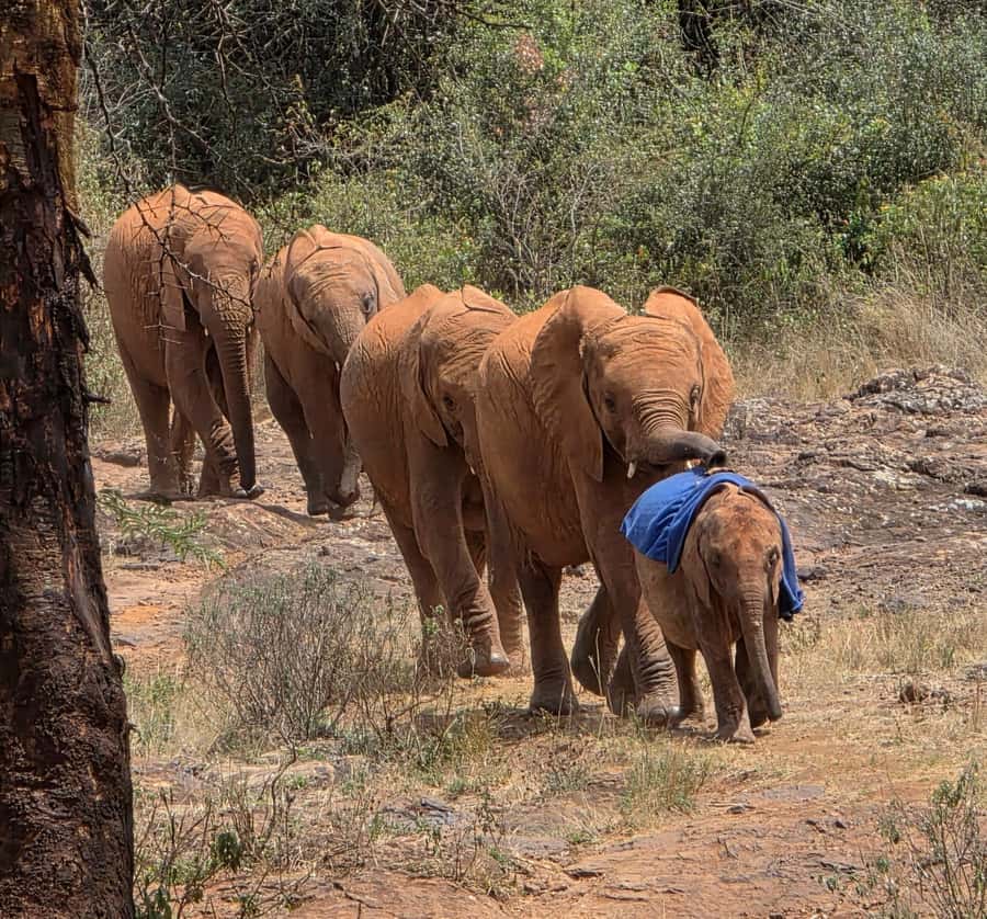 Elephant Orphanage Trust, Giraffes & Bomas of Kenya Day Tour - What This Tour Actually Includes, and What It Doesn’t