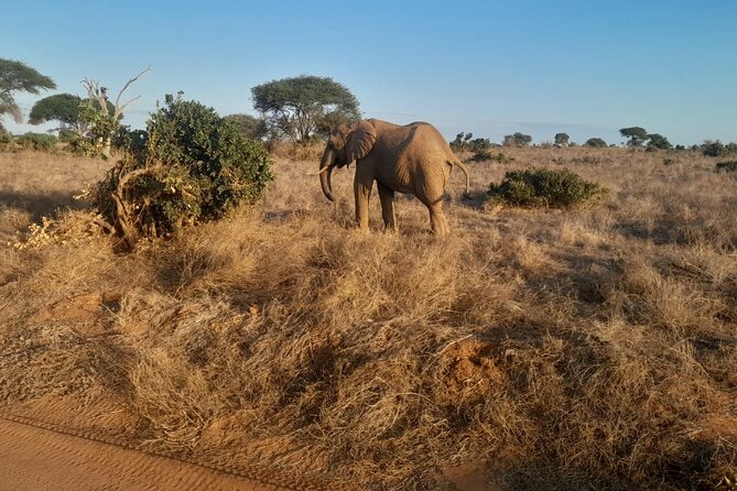 Elky Tours 2 Days Tsavo East Tour - Day 2: coffee first, a shorter morning drive, then exit viewing