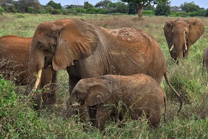 Elky Tours 2 Days Tsavo East Tour - Day 1: morning game drive, 12:30 lunch, then the late-afternoon chase