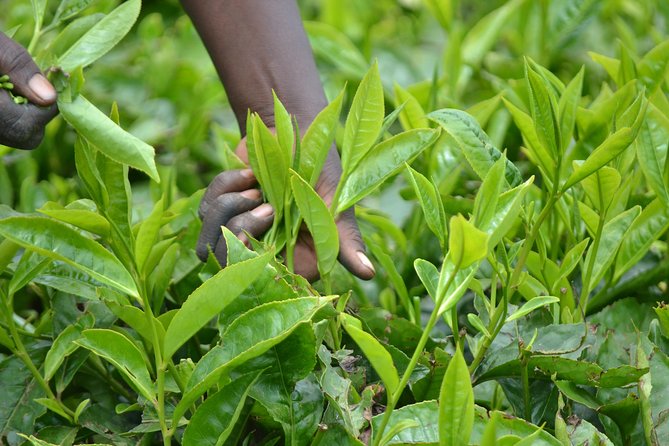 Excursion to Kiambethu Tea Farm - Your Tea Farm Entrance: Tea Fields, Gardens, and Forest Walk Time