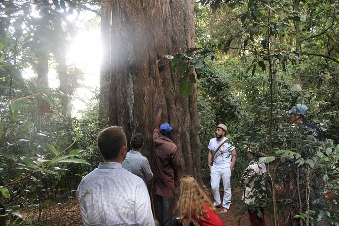 Excursion to Kiambethu Tea Farm - What to Wear and How to Prepare for the Farm Day