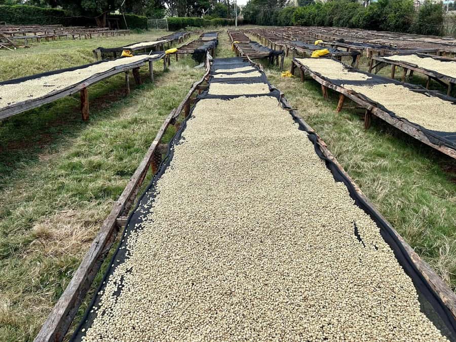 Fairview Coffee Estate Tour From Nairobi - Why Fairview Coffee Estate works as a Nairobi day trip