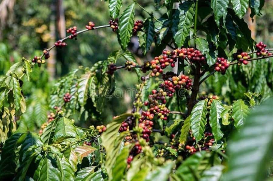 Fairview Coffee Estate Tour From Nairobi - Garden break: cookies, milk, and coffee you can customize