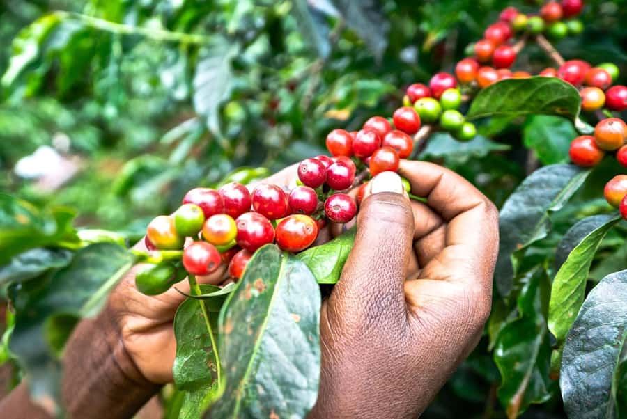 Fairview Coffee Estate Tour From Nairobi - Getting there: Nairobi County pickup and the drive to Kiambu