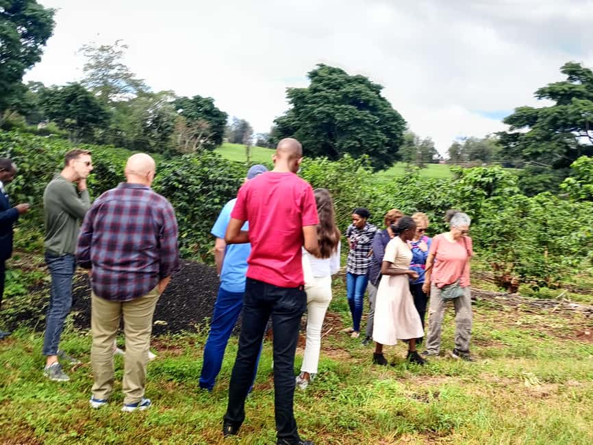 FAIRVIEW COFFEE FARM DAY TOUR - Key highlights worth your time