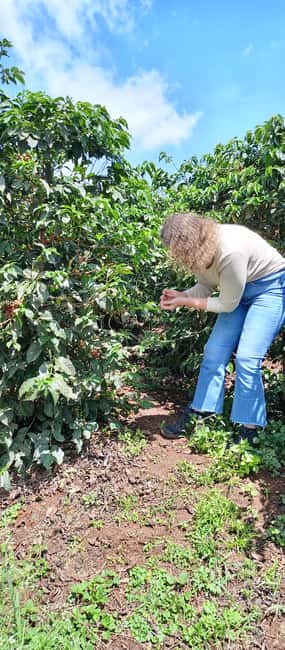 FAIRVIEW COFFEE FARM DAY TOUR - Plan your half-day: how the timing actually works