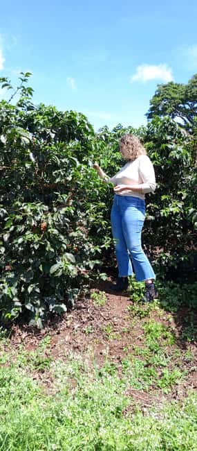 FAIRVIEW COFFEE FARM DAY TOUR - The farm walk: how the guide turns coffee into something you understand