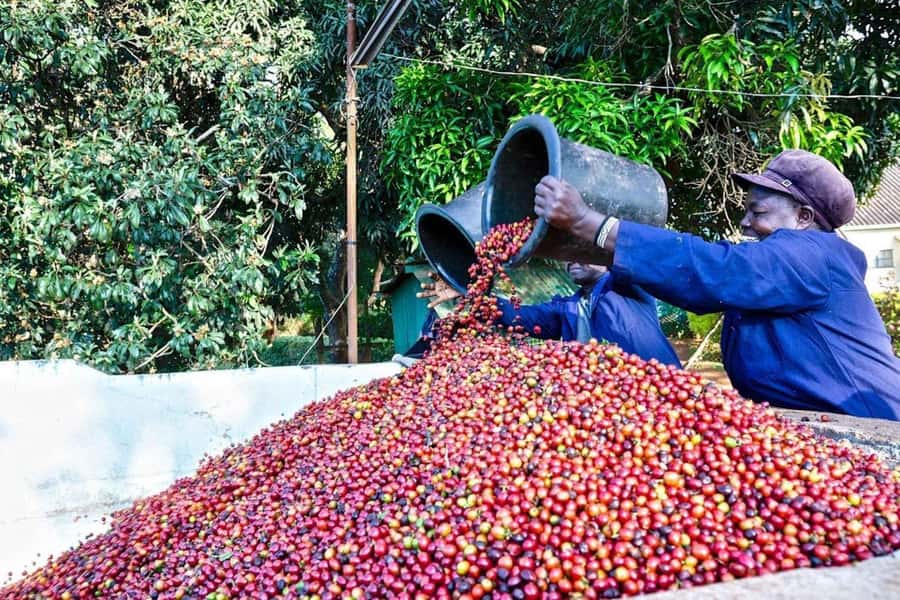 Fairview Coffee Farm Day Tour in Nairobi with Pickup - Key highlights you should know before you go
