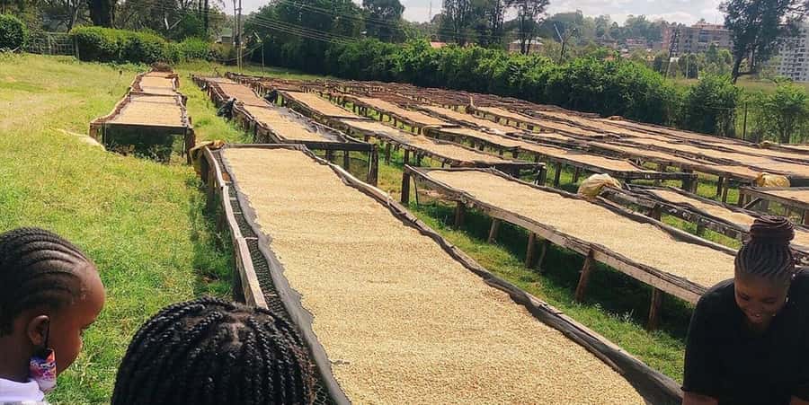 Fairview Coffee Farm Day Tour in Nairobi with Pickup - Kenyan coffee basics you will understand by the end of the field stop