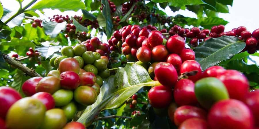 Fairview Coffee Farm Day Tour in Nairobi with Pickup - Getting to Kiambu: van ride, comfort, and realistic timing