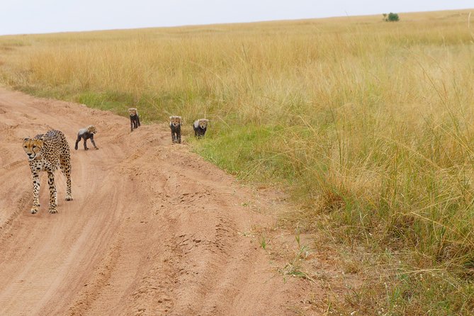 Family & Friends safari Full package . - Flying to the Coast: Nairobi to Diani Beach as Your Vacation Payoff