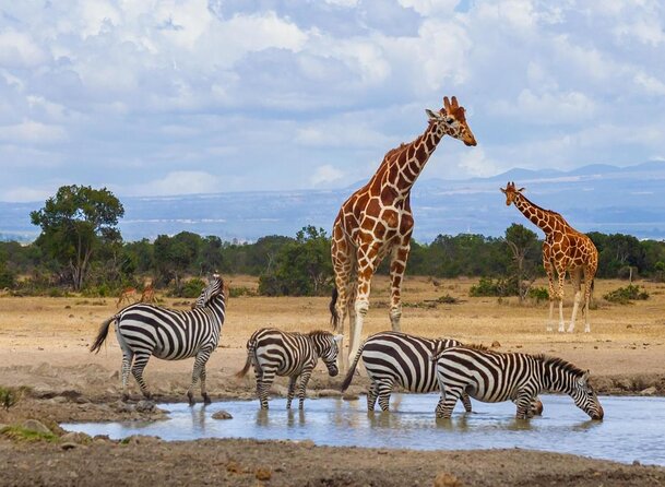 Family & Friends safari Full package . - Your Nairobi Start: Pickup, a Private Rhythm, and a 7:30 am Launch