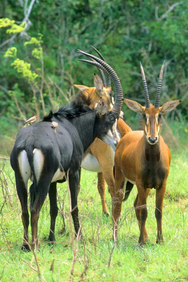 From Diani: Full Day Shimba hills tour with Sheldrick Falls - Key highlights I’d book for