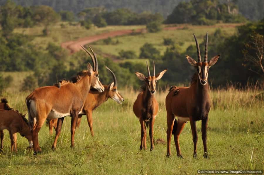 From Diani: Full Day Shimba hills tour with Sheldrick Falls - Shimba Green Lodge lunch: where the day softens