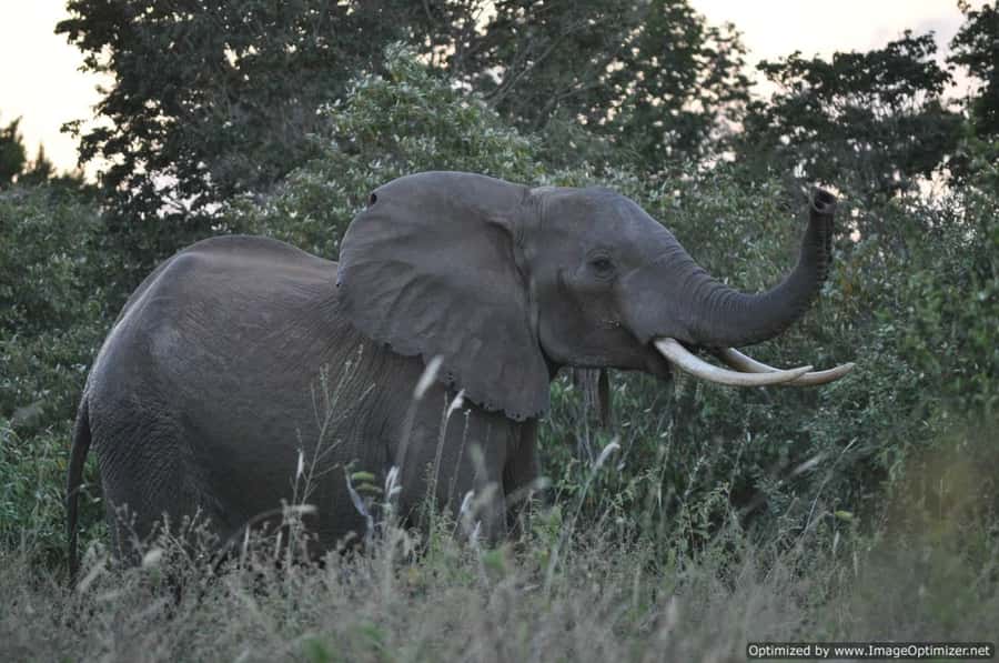 From Diani: Full Day Shimba hills tour with Sheldrick Falls - Price and value: what you’re paying for at about $208