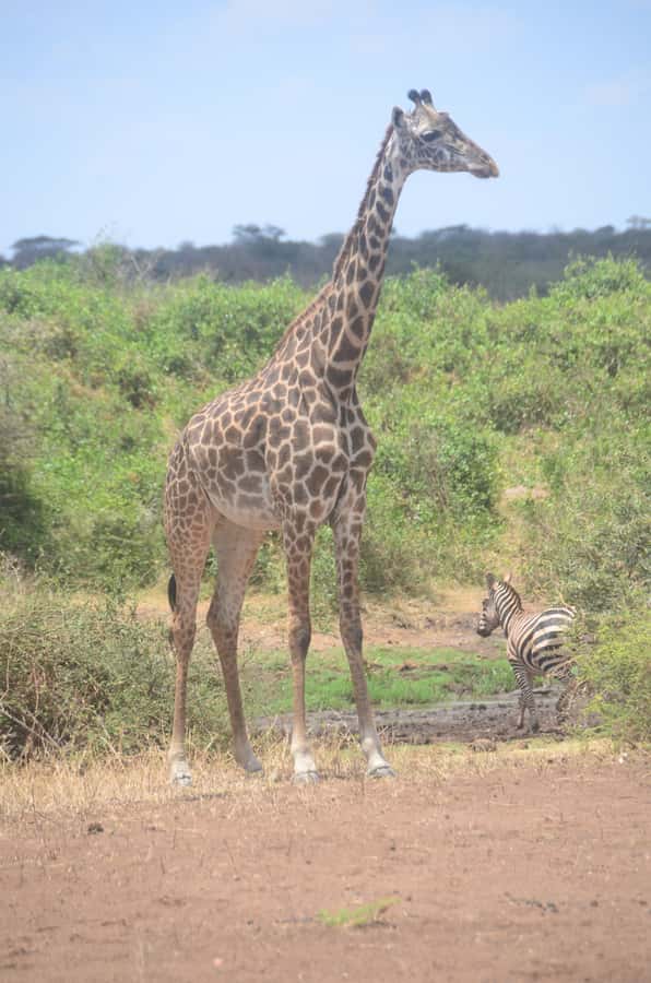 From Diani or Mombasa: Tsavo East National Park Day Trip - Key things that make this Tsavo East day trip worth it
