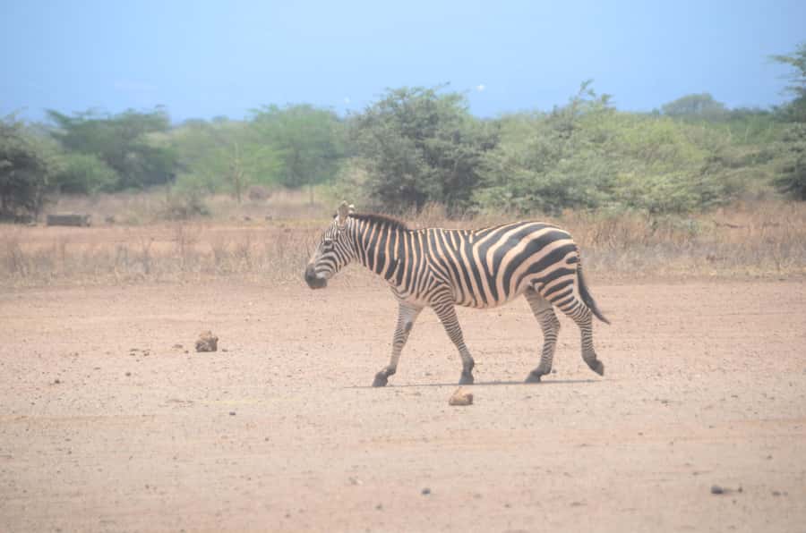 From Diani or Mombasa: Tsavo East National Park Day Trip - Tsavo East is the one-day safari you can actually pull off