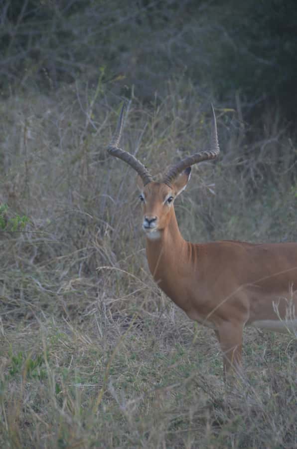 From Diani or Mombasa: Tsavo East National Park Day Trip - Bachuma Gate and your first long viewing window