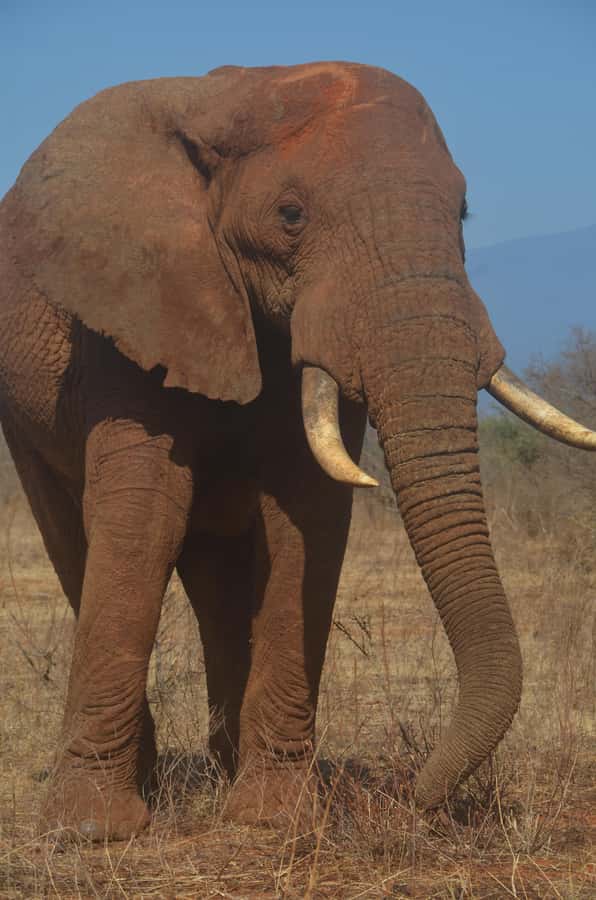 From Diani or Mombasa: Tsavo East National Park Day Trip - Getting from Diani or Mombasa to Tsavo East takes real road time