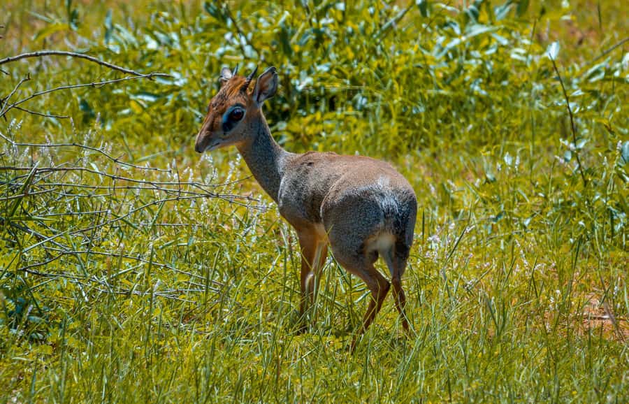From Kilifi, Watamu, Malindi: Tsavo East Day Safari - Vehicles and Timing: The Stuff That Can Quietly Affect Your Day