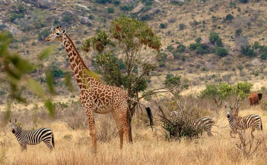 From Mombasa/Diani: Tsavo East National Park Day Trip - Key highlights worth getting excited about