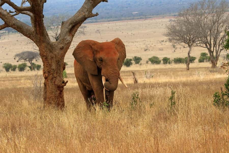 From Mombasa/Diani: Tsavo East National Park Day Trip - Road to Tsavo East: what that 3-hour drive really means