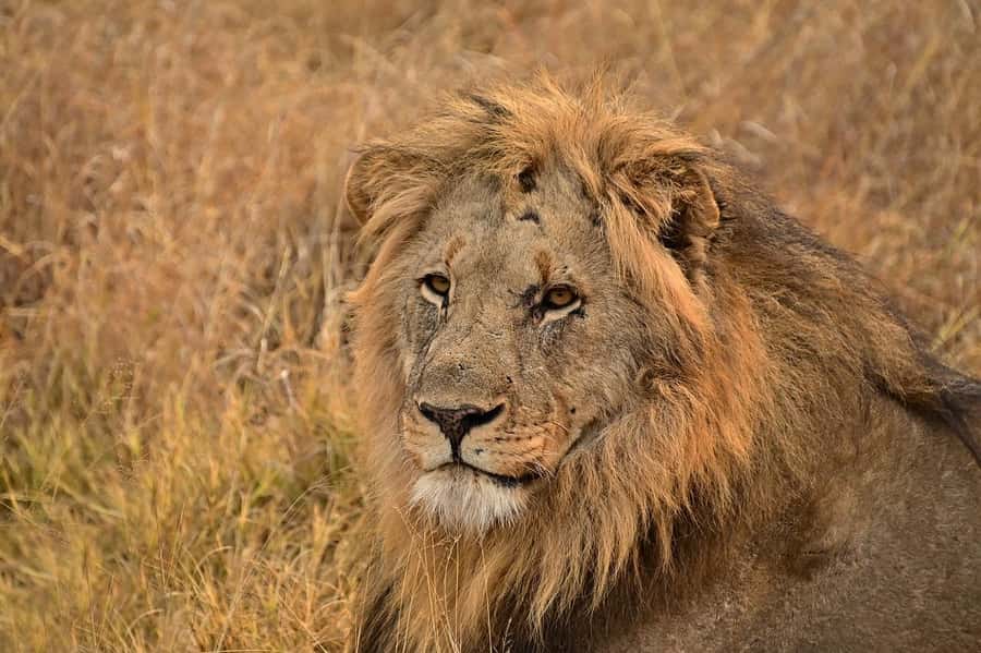 From Mombasa/Diani: Tsavo East National Park Day Trip - Aruba Dam: why the dry season stop can make or break the day