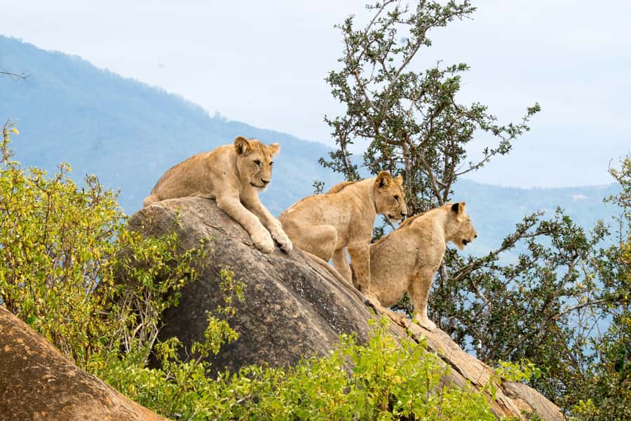 From Mombasa/Diani: Tsavo East National Park Day Trip - Big Five in Tsavo East: what you can realistically aim for
