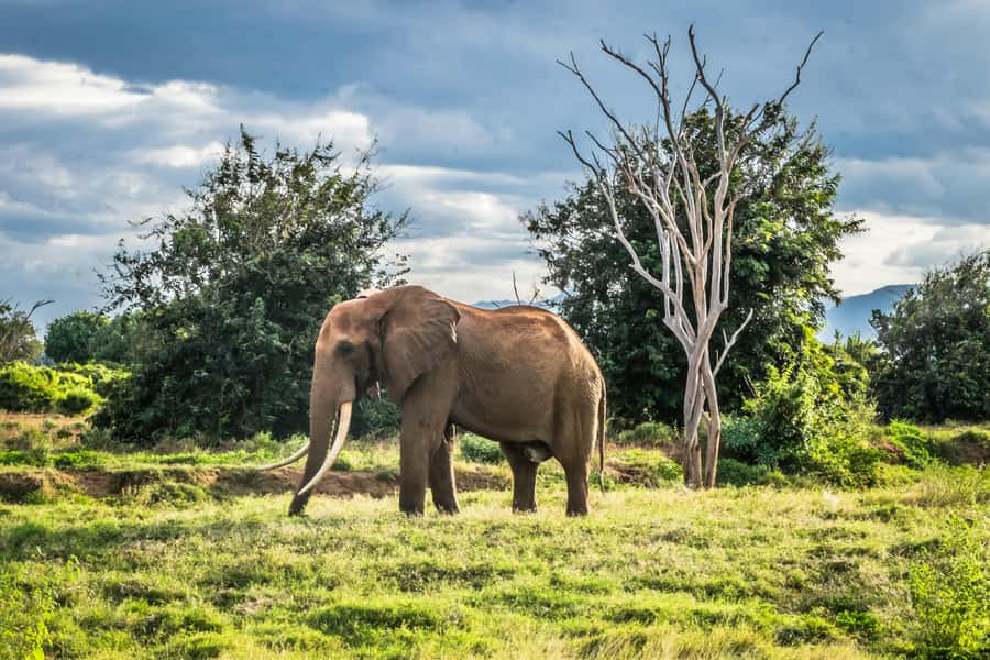 From Mombasa/Diani: Tsavo East National Park Day Trip - Price and value: is $310 per person fair for this day?