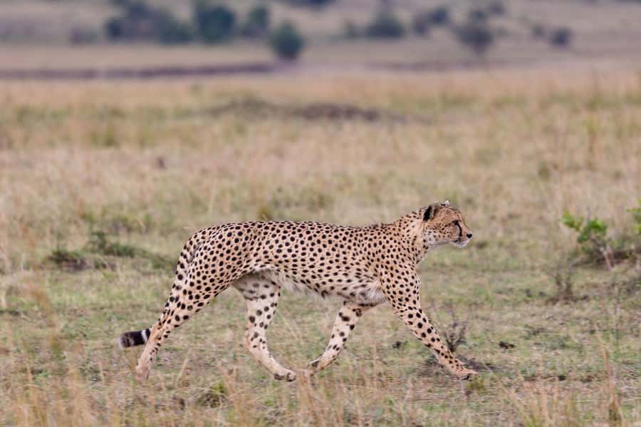From Mombasa/Diani: Tsavo East National Park Day Trip - Who this Tsavo East day trip fits best