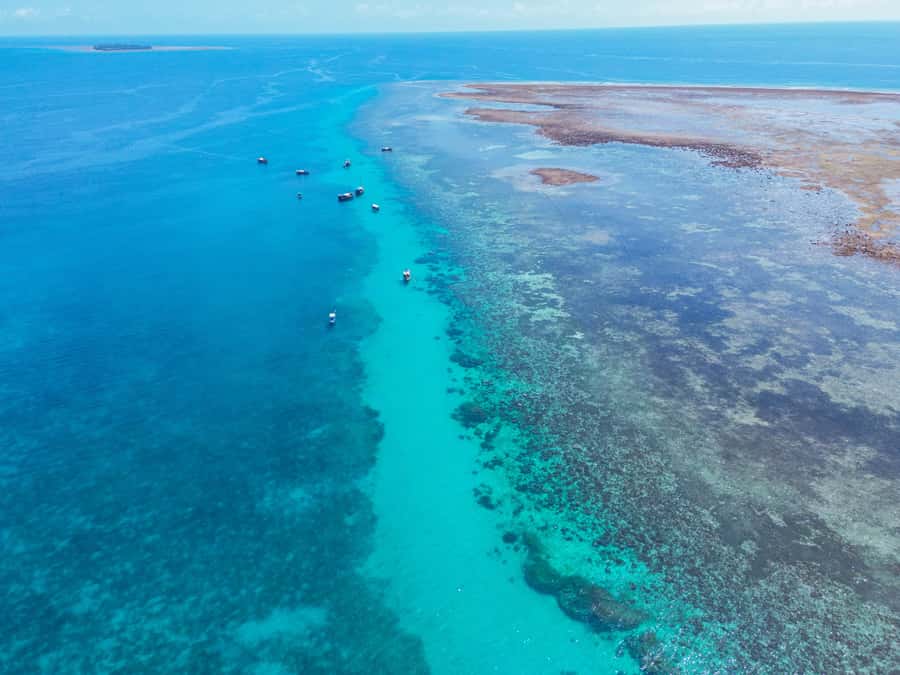 From Mombasa: Kisite Mpunguti Marine Park and Wasini Island - Boat rhythm and dolphin time: how to get the best out of it