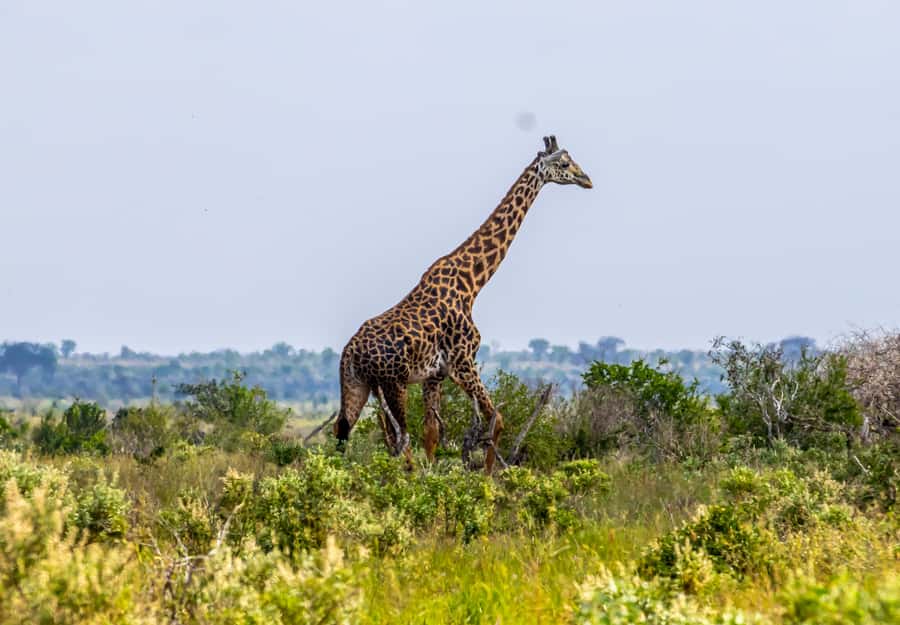 From Mombasa/Mtwapa/Diani/Tiwi: Tsavo East Full-Day Safari - Key things that make this day safari worth your time