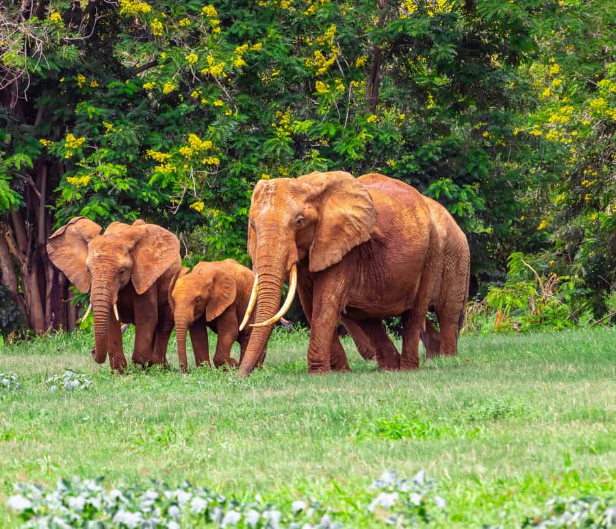 From Mombasa/Mtwapa/Diani/Tiwi: Tsavo East Full-Day Safari - What to bring so the day feels easier