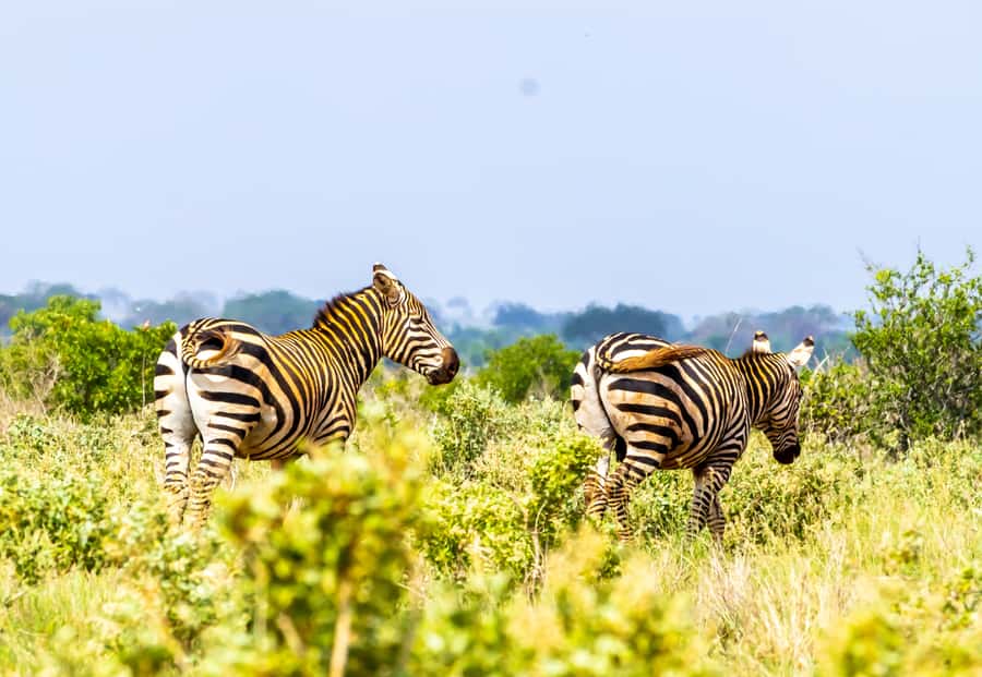 From Mombasa/Mtwapa/Diani/Tiwi: Tsavo East Full-Day Safari - Tsavo East in a day: why this safari works from the coast