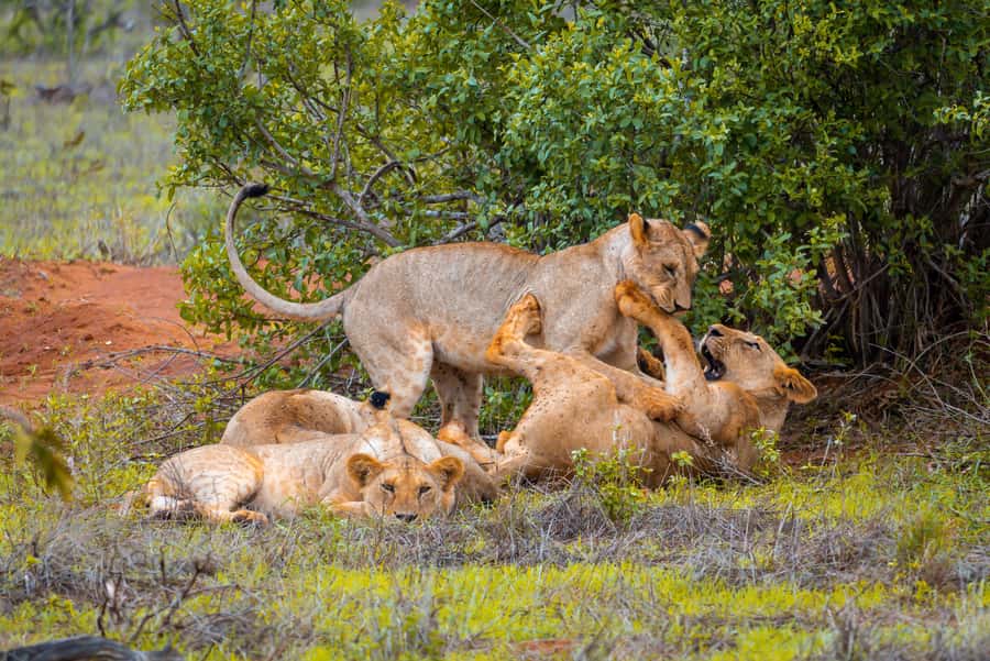 From Mombasa/Mtwapa/Diani/Tiwi: Tsavo East Full-Day Safari - Breakfast stop and getting ready for the park