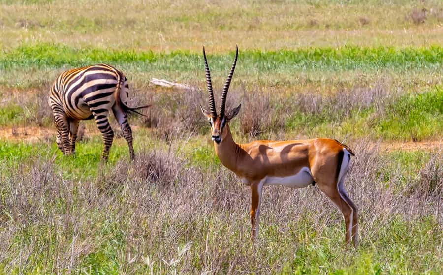 From Mombasa/Mtwapa/Diani/Tiwi: Tsavo East Full-Day Safari - Spotting the Red Elephants and building real viewing skills