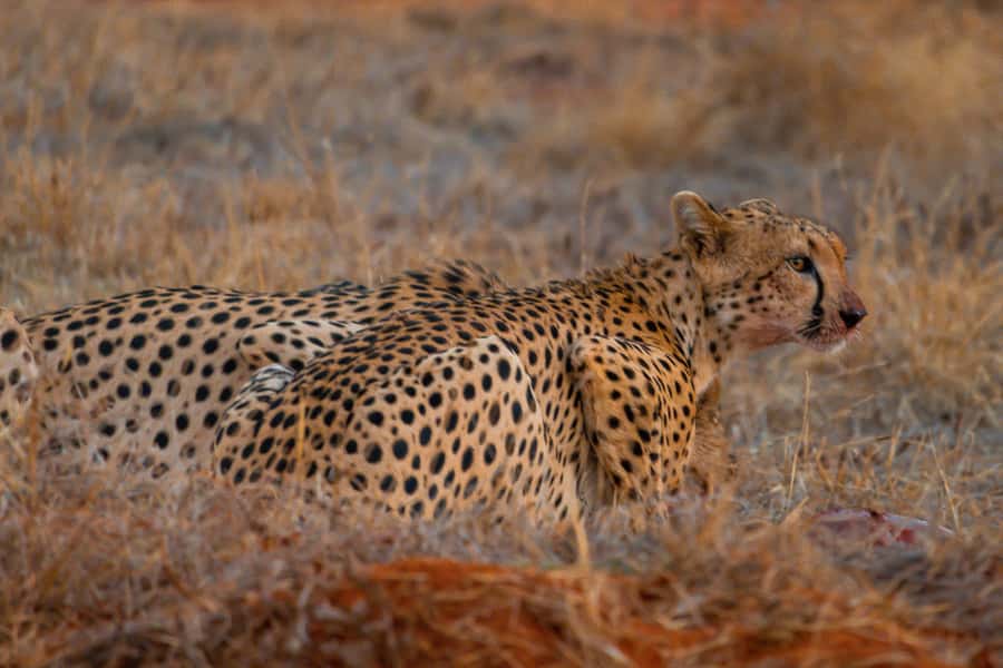 From Mombasa/Mtwapa/Diani/Tiwi: Tsavo East Full-Day Safari - Lunch inside the day: where the break fits and what it costs