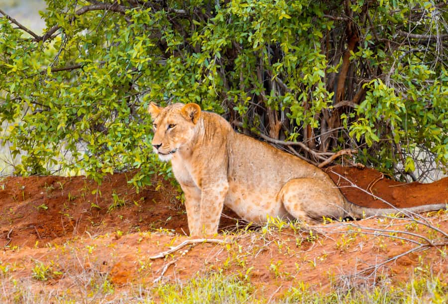 From Mombasa/Mtwapa/Diani/Tiwi: Tsavo East Full-Day Safari - Price and value: what you’re really paying for