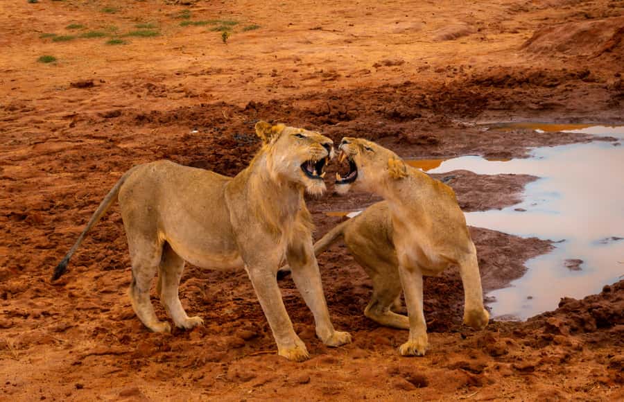 From Mombasa/Mtwapa/Diani/Tiwi: Tsavo East Full-Day Safari - The road trip reality: pickup timing and the heat factor