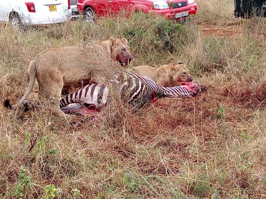 From Mombasa: Tsavo National Park Full-Day Group Trip - Tsavo East in a Single Day From Mombasa: What You Really Get