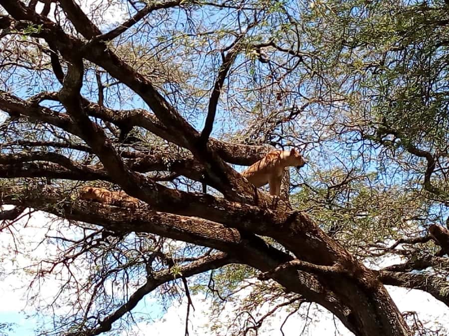 From Mombasa: Tsavo National Park Full-Day Group Trip - The Drive From Coast to Tsavo East, and Your Best Timing