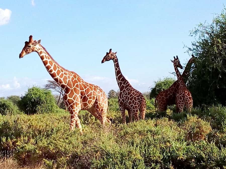 From Mombasa: Tsavo National Park Full-Day Group Trip - Wildlife Odds at Tsavo East: Elephants, Lions, Hippos, and Birdlife