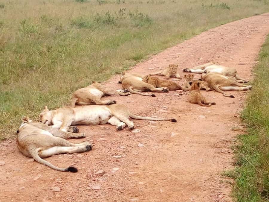 From Mombasa: Tsavo National Park Full-Day Group Trip - Guides Matter, and the Reviews Show the Difference