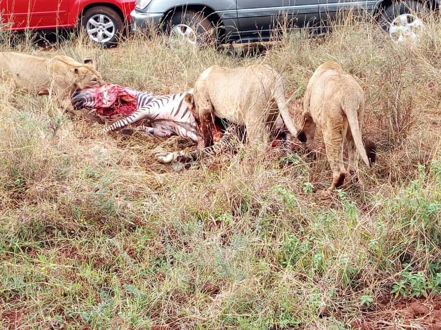 From Mombasa: Tsavo National Park Full-Day Group Trip - Price, Park Fees, and Real Value for a One-Day Safari
