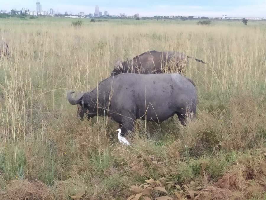 From Mombasa: Tsavo National Park Full-Day Group Trip - Who This Safari Day Trip Suits Best