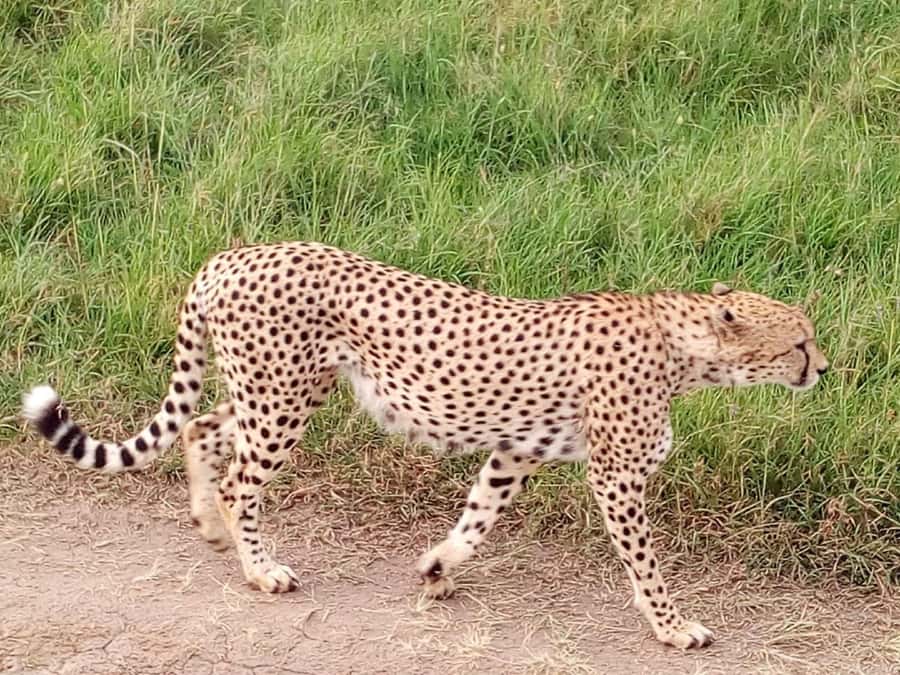 From Mombasa: Tsavo National Park Full-Day Group Trip - Should You Book This Tour?