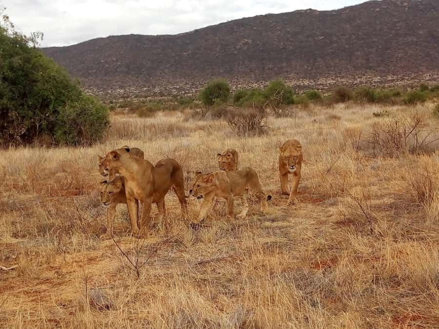 From Mombasa: Tsavo National Park Full-Day Group Trip - At the Main Gate: How the Game Drive Plays Out
