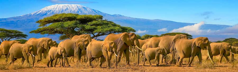 From Nairobi: 2-Day Amboseli National Park Safari - Key highlights at a glance