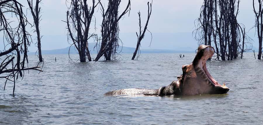 From Nairobi: 2-Day Naivasha Safari with Accommodation - Key highlights that make this safari feel like more than a checklist